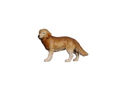 Hirtenhund color, KO